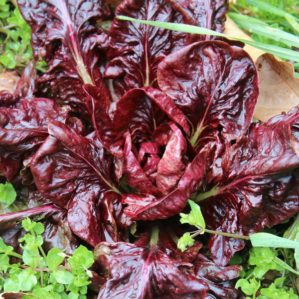 radicchio la rosa del veneto seeds Radicchio Seeds