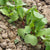 Asian Greens Seeds - Hong Vit, ORGANIC - Sow True Seed