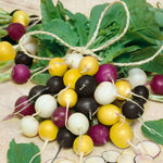 Radish Seeds - Halloween Mix - Sow True Seed