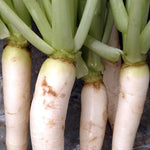 Radish Seeds - Daikon, Japanese Minowase - Sow True Seed