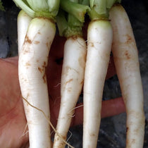 Radish Seeds - Daikon, Japanese Minowase - Sow True Seed