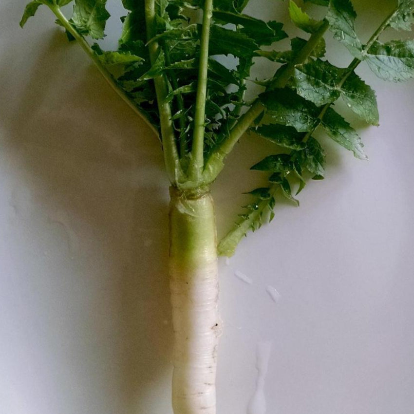 Radish Seeds - Daikon, Japanese Minowase - Sow True Seed
