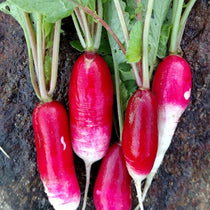 Radish Seeds - French Breakfast, ORGANIC - Sow True Seed