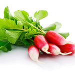 Radish Seeds - French Breakfast, ORGANIC - Sow True Seed
