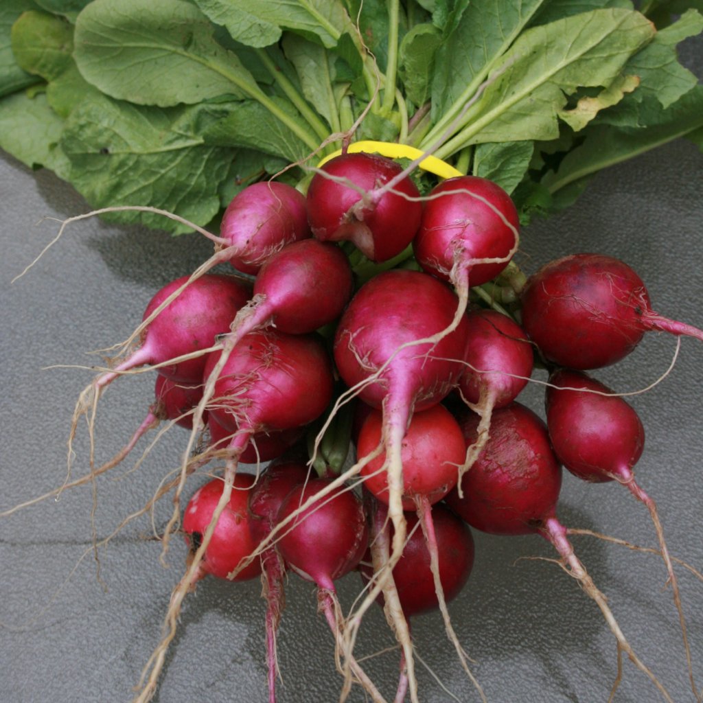 Radish Seeds - Purple Plum, ORGANIC - Sow True Seed