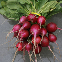 Radish Seeds - Purple Plum, ORGANIC - Sow True Seed
