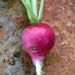 Radish Seeds- Sparkler, ORGANIC - Sow True Seed