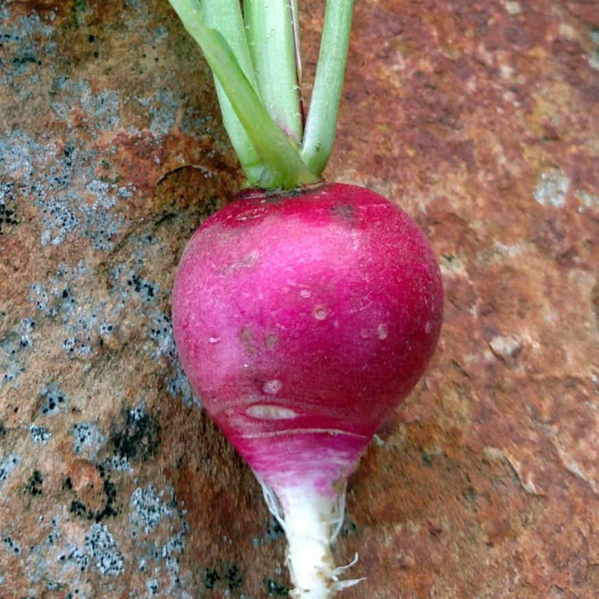 Radish Seeds- Sparkler, ORGANIC - Sow True Seed