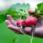 Radish Seeds- Sparkler, ORGANIC - Sow True Seed