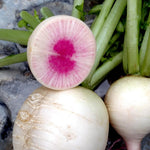 Radish Seeds - Watermelon - Sow True Seed