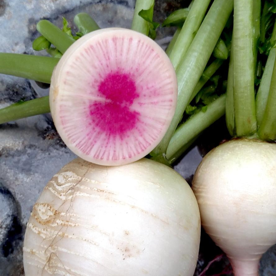 Radish Seeds - Watermelon - Sow True Seed