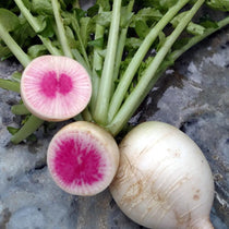 Radish Seeds - Watermelon - Sow True Seed