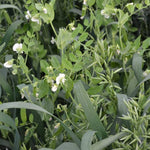 Cover Crop - Raised Bed Mix - Sow True Seed