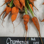 Carrot Seeds - Red Core Chantenay - Sow True Seed