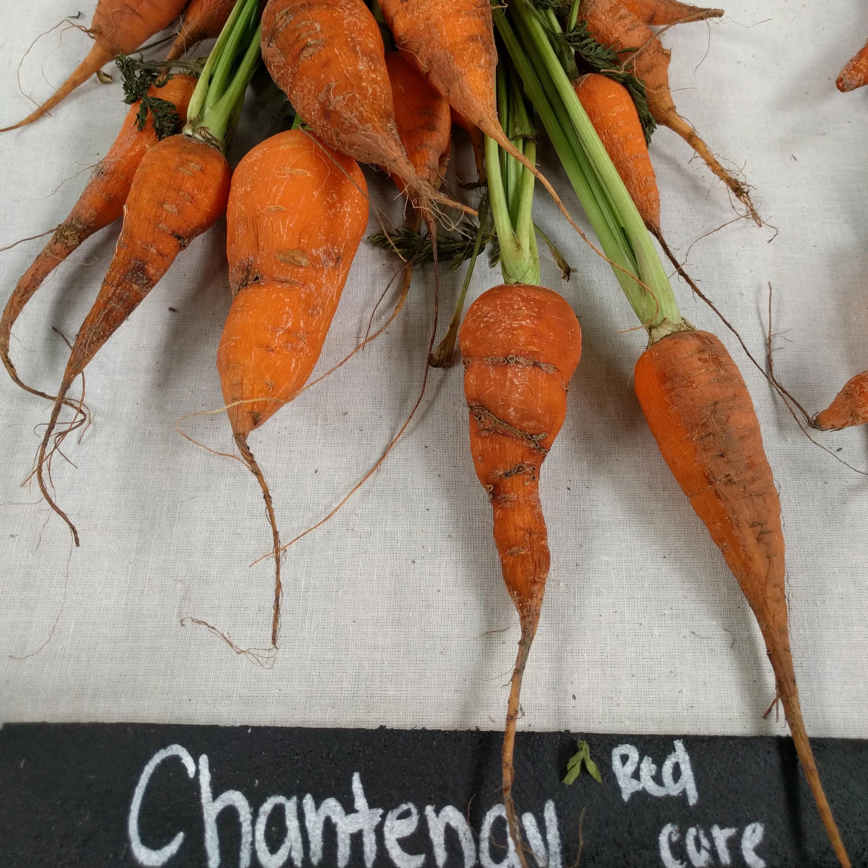 Carrot Seeds - Red Core Chantenay - Sow True Seed