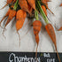 Carrot Seeds - Red Core Chantenay