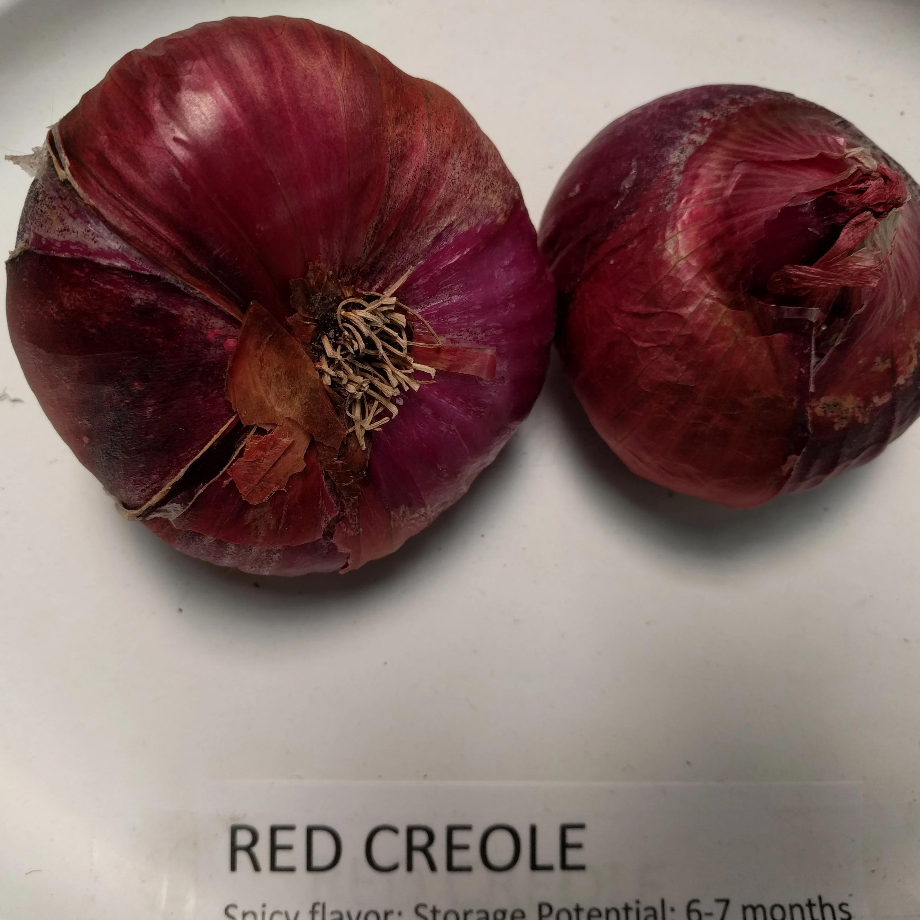 Onion Starts - Red Creole Heirloom - Sow True Seed