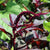 Amaranth Seeds - Red Garnet - Sow True Seed