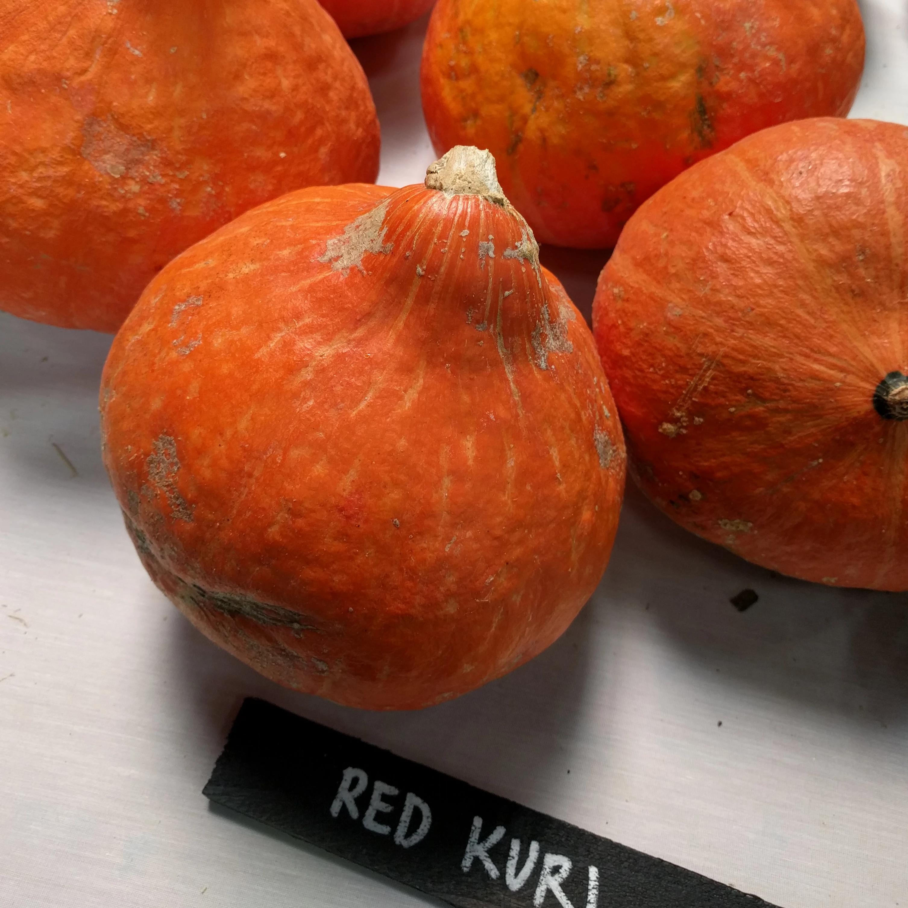 Winter Squash Seeds - Red Kuri - Sow True Seed
