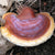 Red Reishi Mushroom Plugs - Sow True Seed