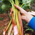 Rhubarb - Victoria Seeds - Sow True Seed