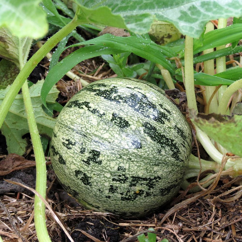Summer Squash - Ronde de Nice, ORGANIC - Sow True Seed