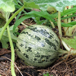 Summer Squash - Ronde de Nice, ORGANIC - Sow True Seed
