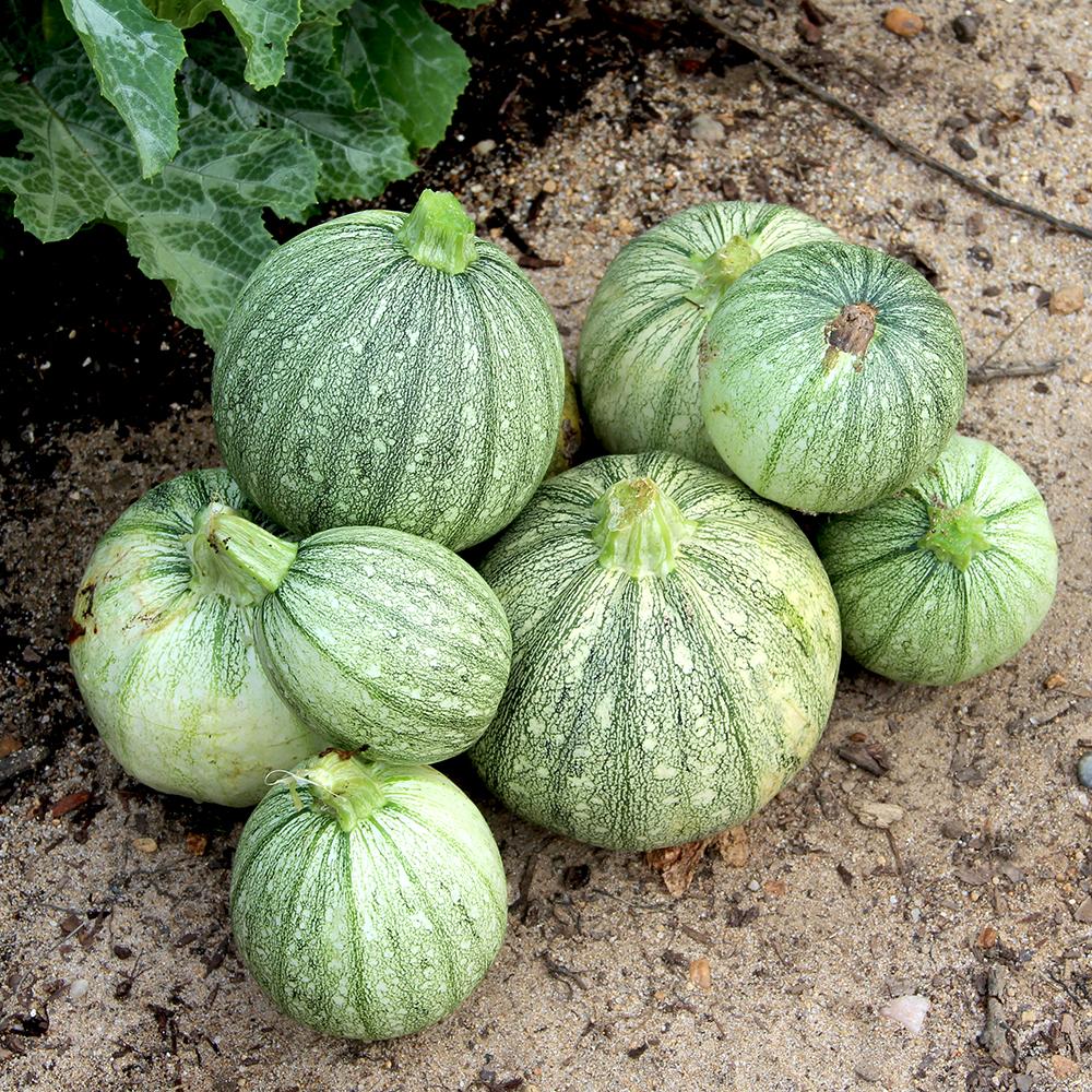 Summer Squash - Ronde de Nice, ORGANIC - Sow True Seed