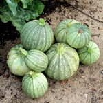 Summer Squash - Ronde de Nice, ORGANIC - Sow True Seed
