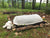 Row Cover 1.5 oz - Sow True Seed