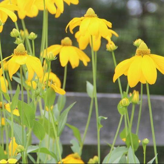Rudbeckia Seeds - Sochan - Sow True Seed