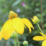 Rudbeckia Seeds - Sochan - Sow True Seed