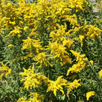 Goldenrod Seeds - Grayleaf Goldenrod - Sow True Seed