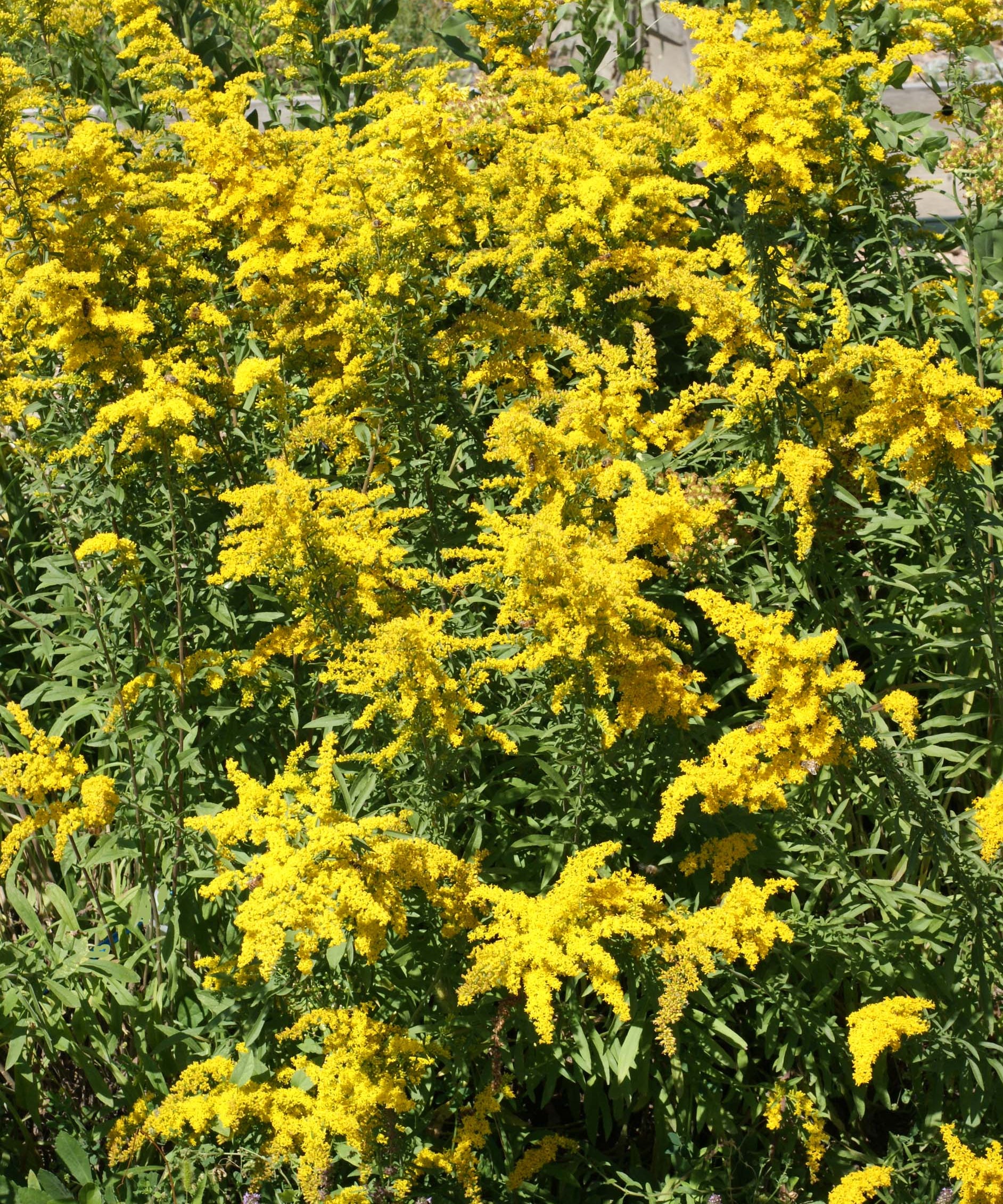 Goldenrod Seeds - Grayleaf Goldenrod - Sow True Seed