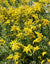 Goldenrod Seeds - Grayleaf Goldenrod - Sow True Seed