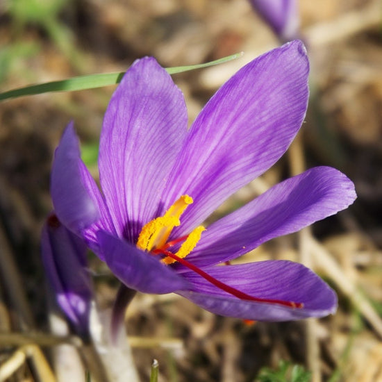 Saffron Crocus Bulbs Sow True Seed
