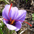 Saffron Crocus Bulbs - Sow True Seed