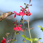 Salvia Seeds - Scarlet Sage - Sow True Seed