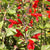Salvia Seeds - Scarlet Sage - Sow True Seed