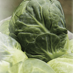 Brussels Sprouts Seeds - Long Island Improved - Sow True Seed