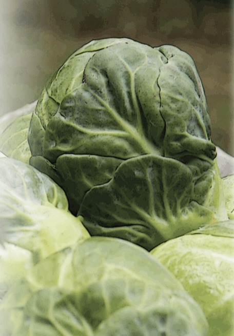 Brussels Sprouts Seeds - Long Island Improved - Sow True Seed