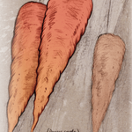 Carrot Seeds - Red Core Chantenay - Sow True Seed