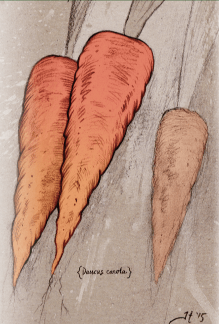 Carrot Seeds - Red Core Chantenay - Sow True Seed