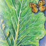 Collard Seeds - Champion - Sow True Seed