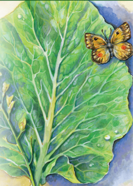 Collard Seeds - Champion - Sow True Seed