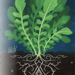 Cress Seeds - Upland Creasy Greens - Sow True Seed