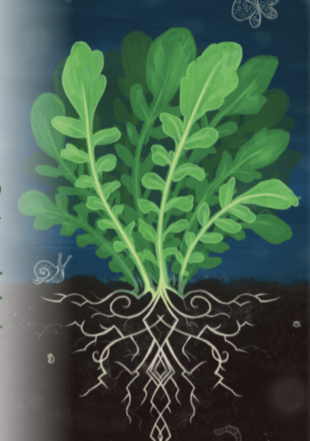 Cress Seeds - Upland Creasy Greens - Sow True Seed
