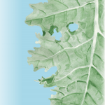 Kale Seeds - Dwarf Siberian - Sow True Seed