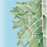 Kale Seeds - Red Russian - Sow True Seed