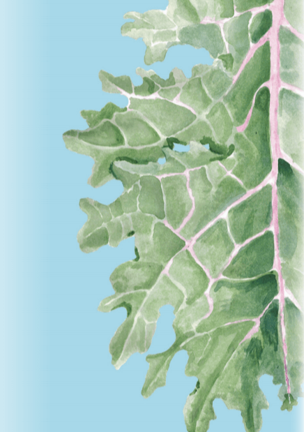 Kale Seeds - Red Russian - Sow True Seed